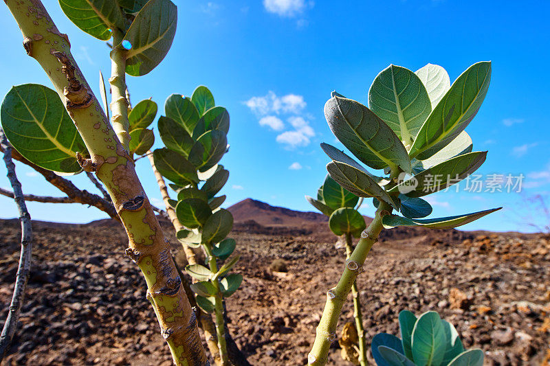 Calotropis procera，后面的Arrabales火山口;文图拉岛。